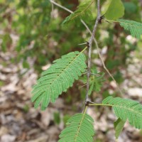 Vachellia leucophloea (Roxb.) Maslin, Seigler & Ebinger